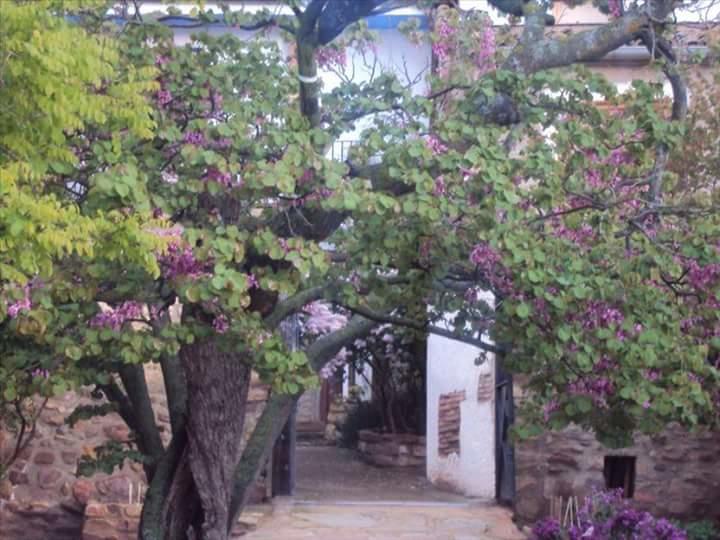Casa Rural Los Lilos Gotor Zewnętrze zdjęcie